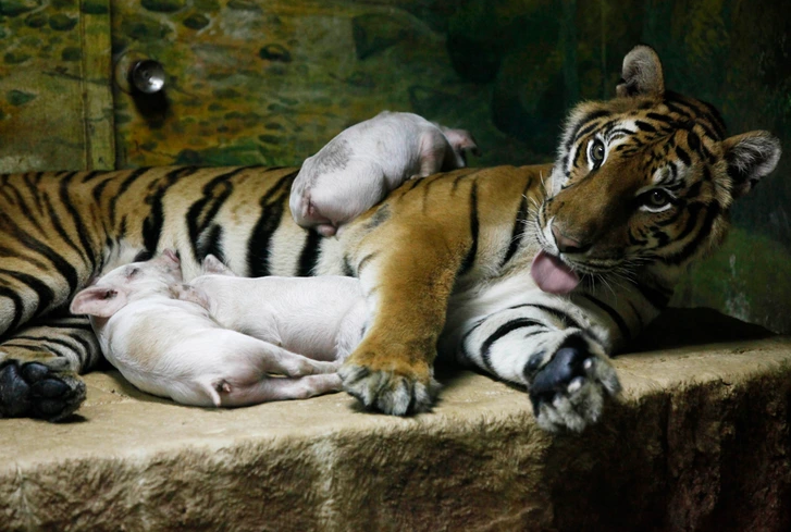 tigris malacaival