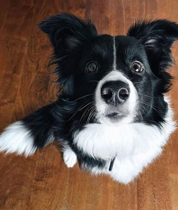 border collie