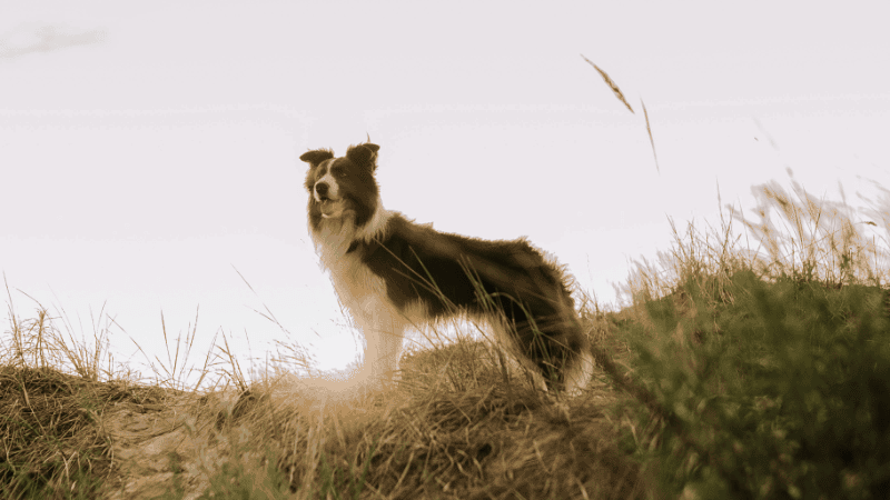 border collie