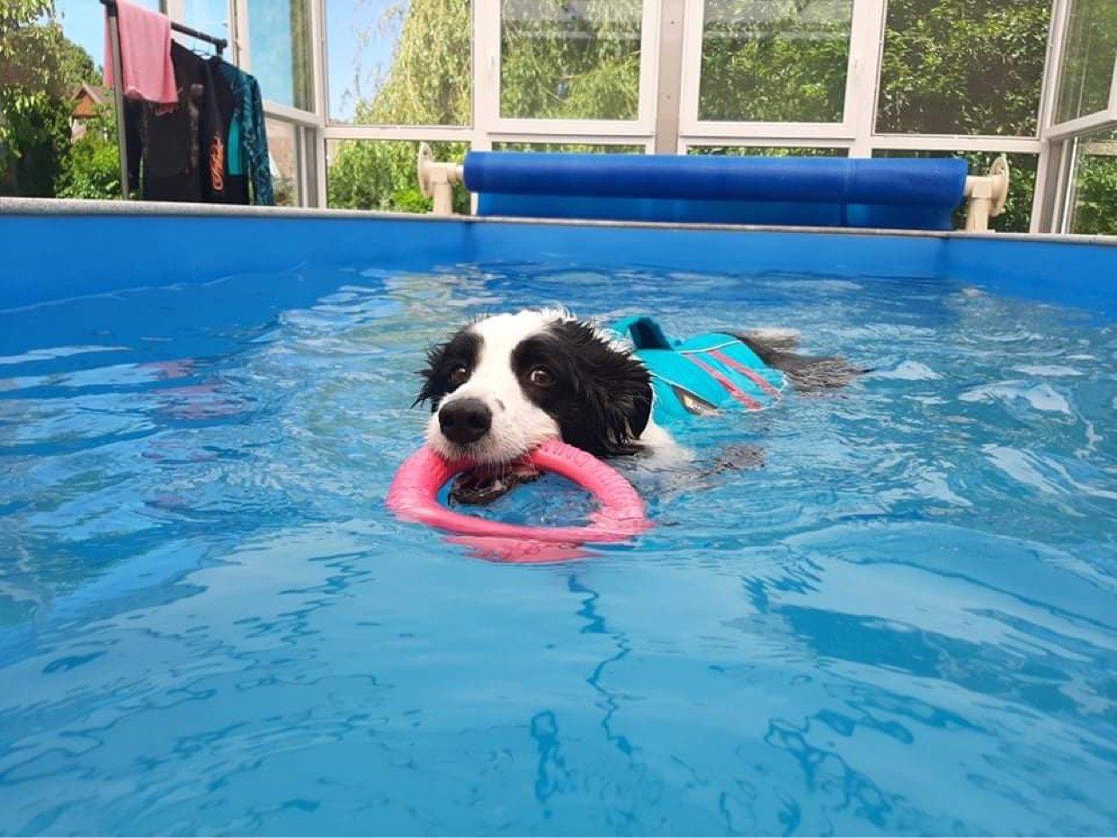 kutya hidroterápia