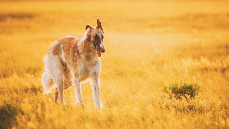 borzoi