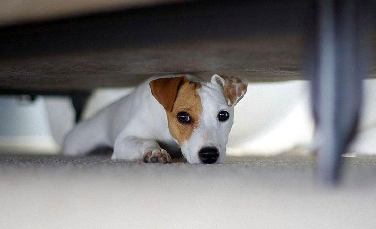 jack russel az ágy alatt