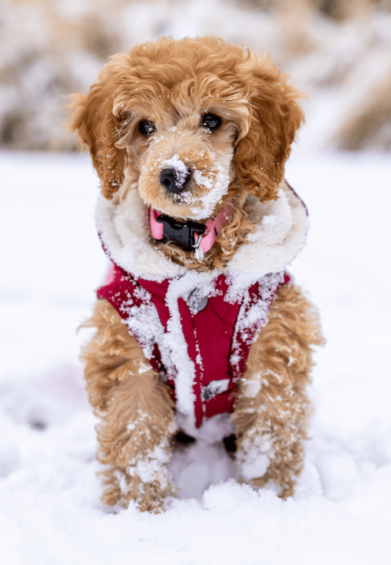 kölyökkutya hóban