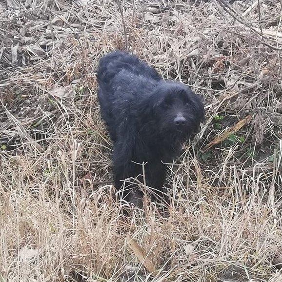fekete kutya nagy fűben