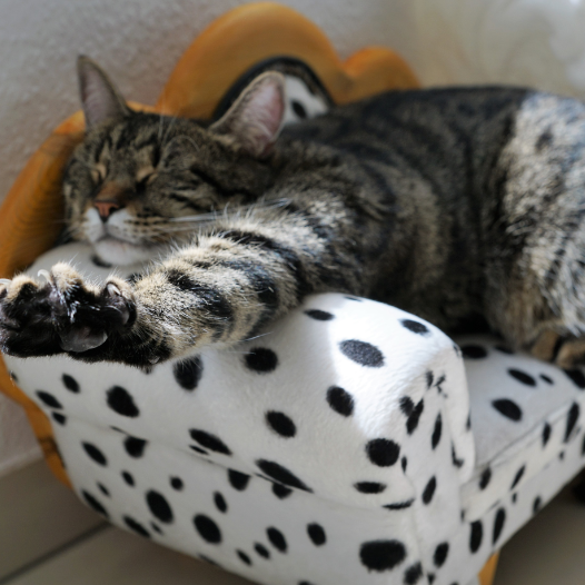 macska kanapén