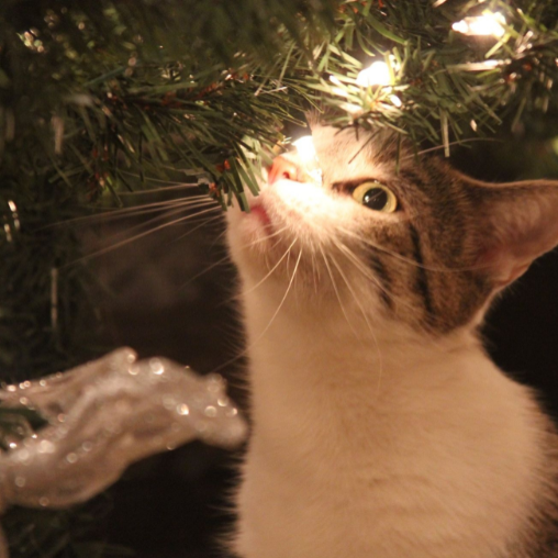 cica karácsonyfa alatt