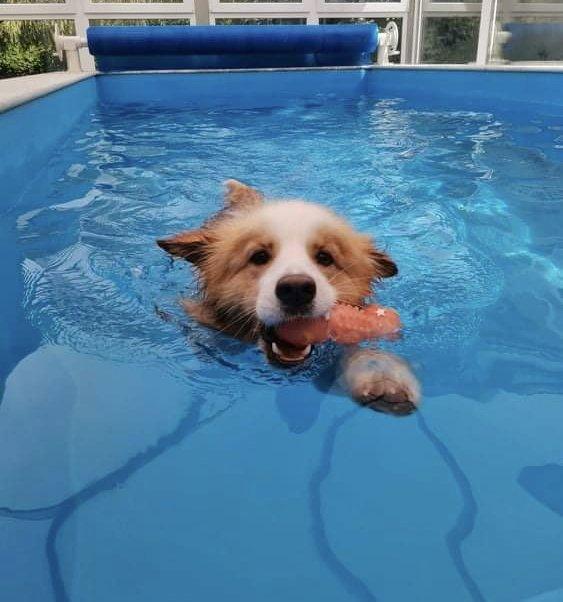corgi úszik medencében játékkal