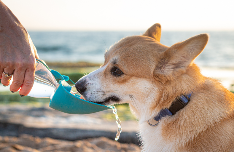 corgi iszik