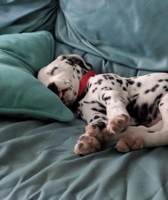 dalmata kölyök