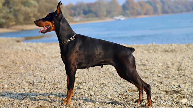 dobermann