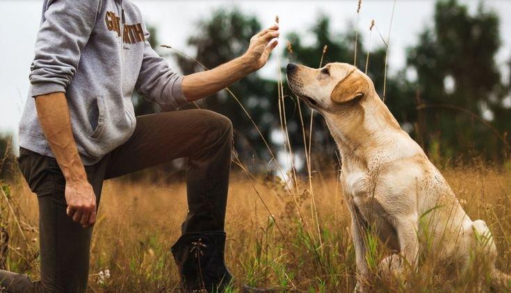 labrador tréning
