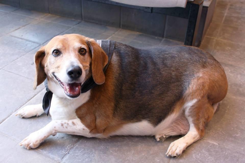 elhízott beagle