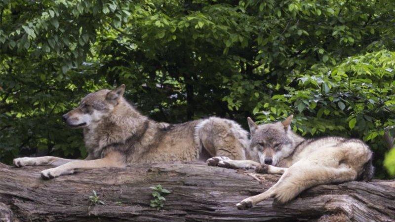 farkasok pihennek fán