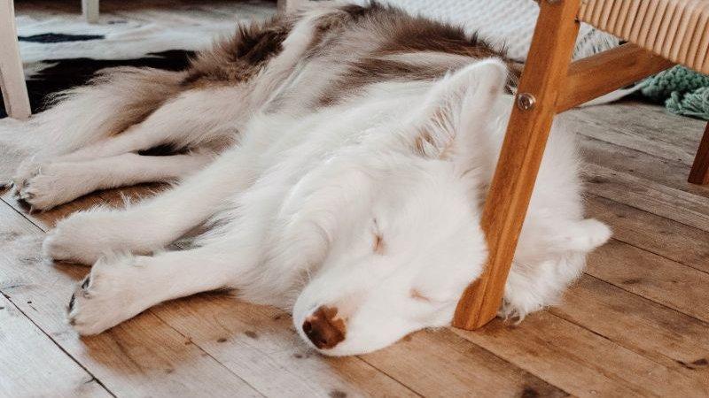fehér kutya alszk széklábnál