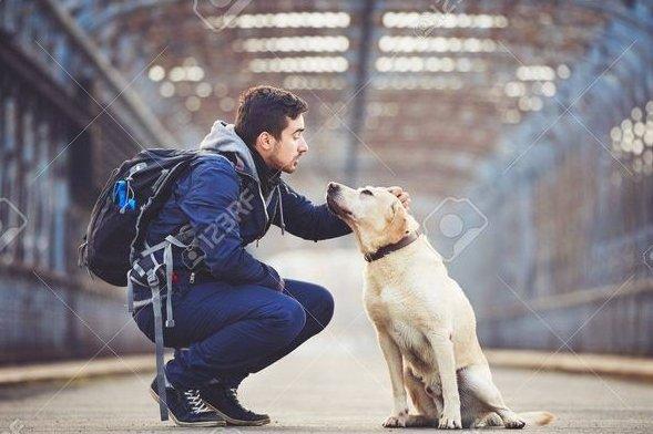 labrador