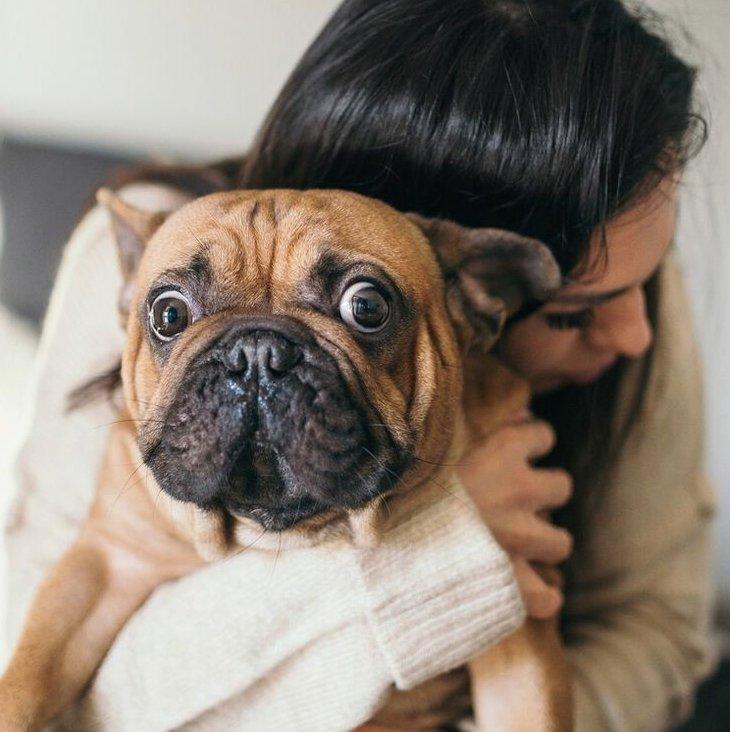 francia bulldog