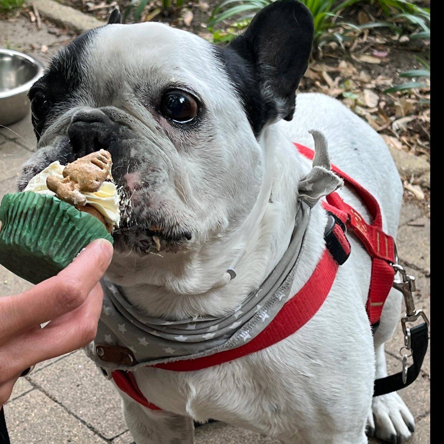 francia bulldog muffint eszik