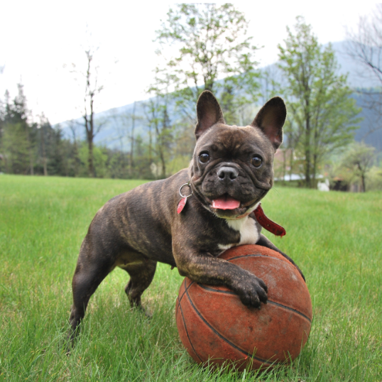 bulldog labdával