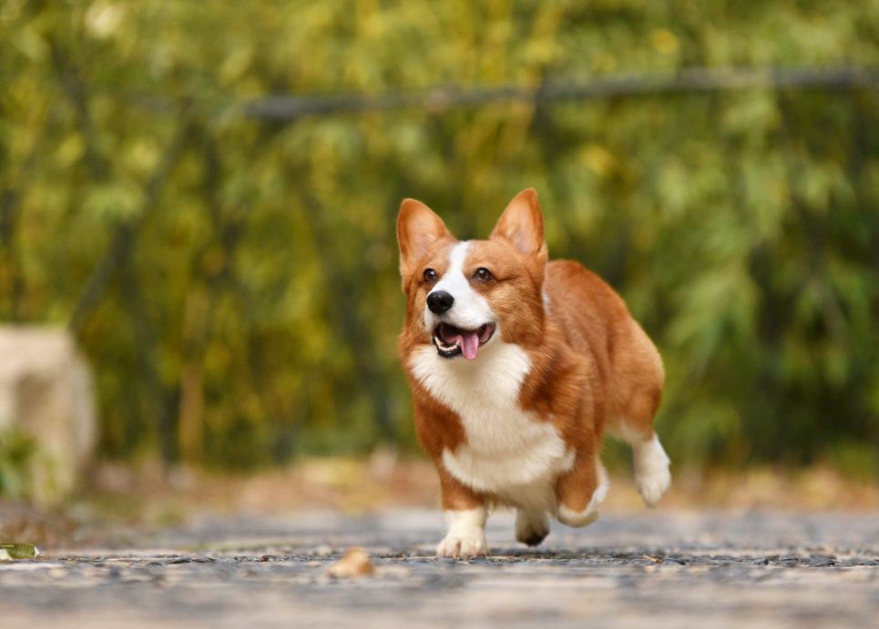 corgi