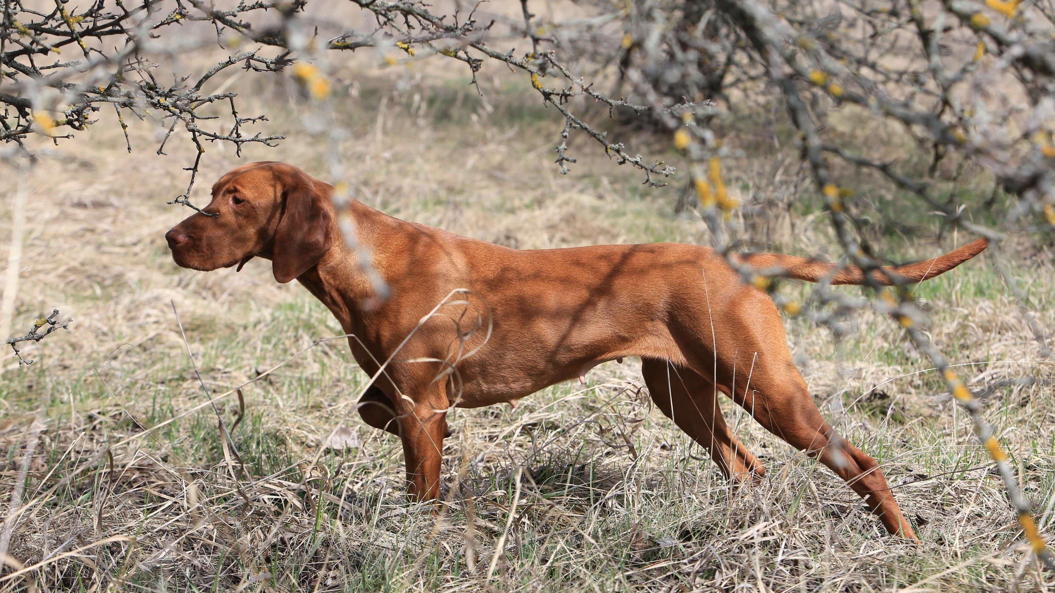 vizsla