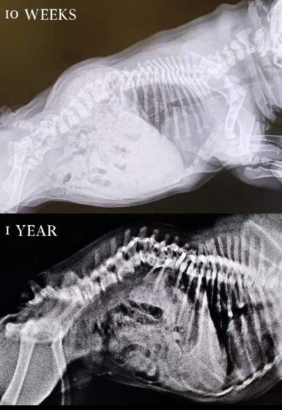 Kölyökkori előszűrésen észlelt, majd egy évesen kontrollált gerinc torlódás francia bulldognál