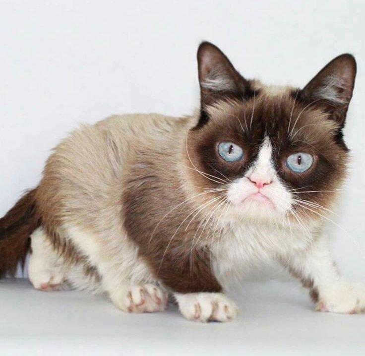 GRumpy Cat