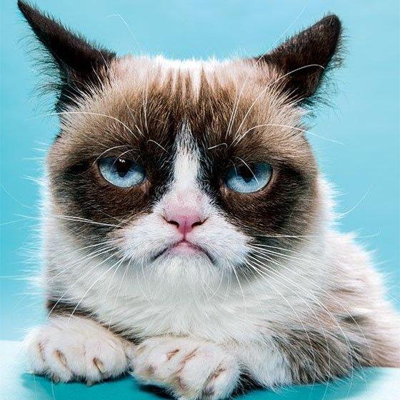 grumpy cat