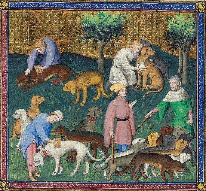 középkori kutya ápolás