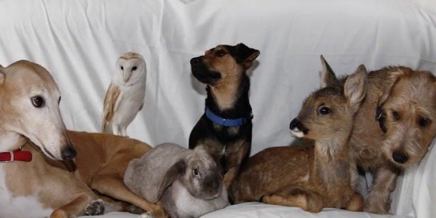 állatkák kanapén