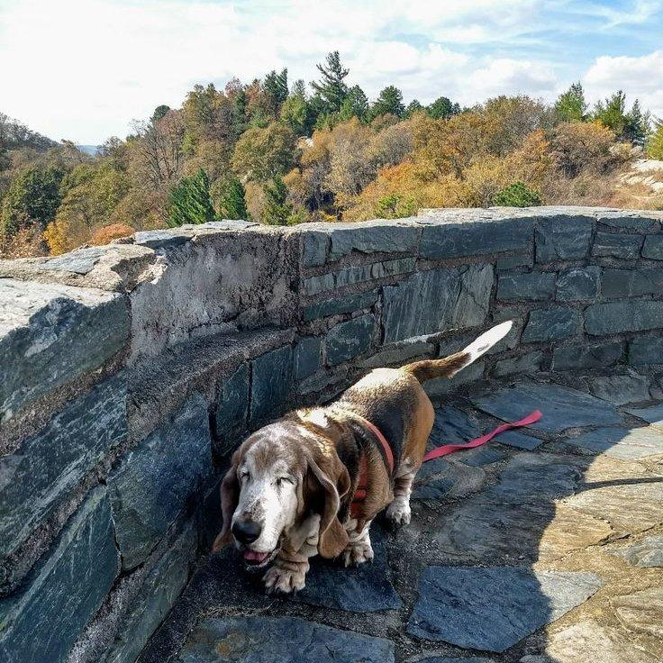 basset hound