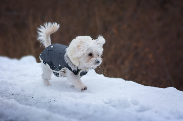 kabátos kiskutya  a hóban