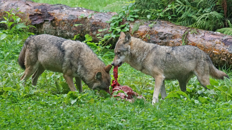 táplálkozó farkasok