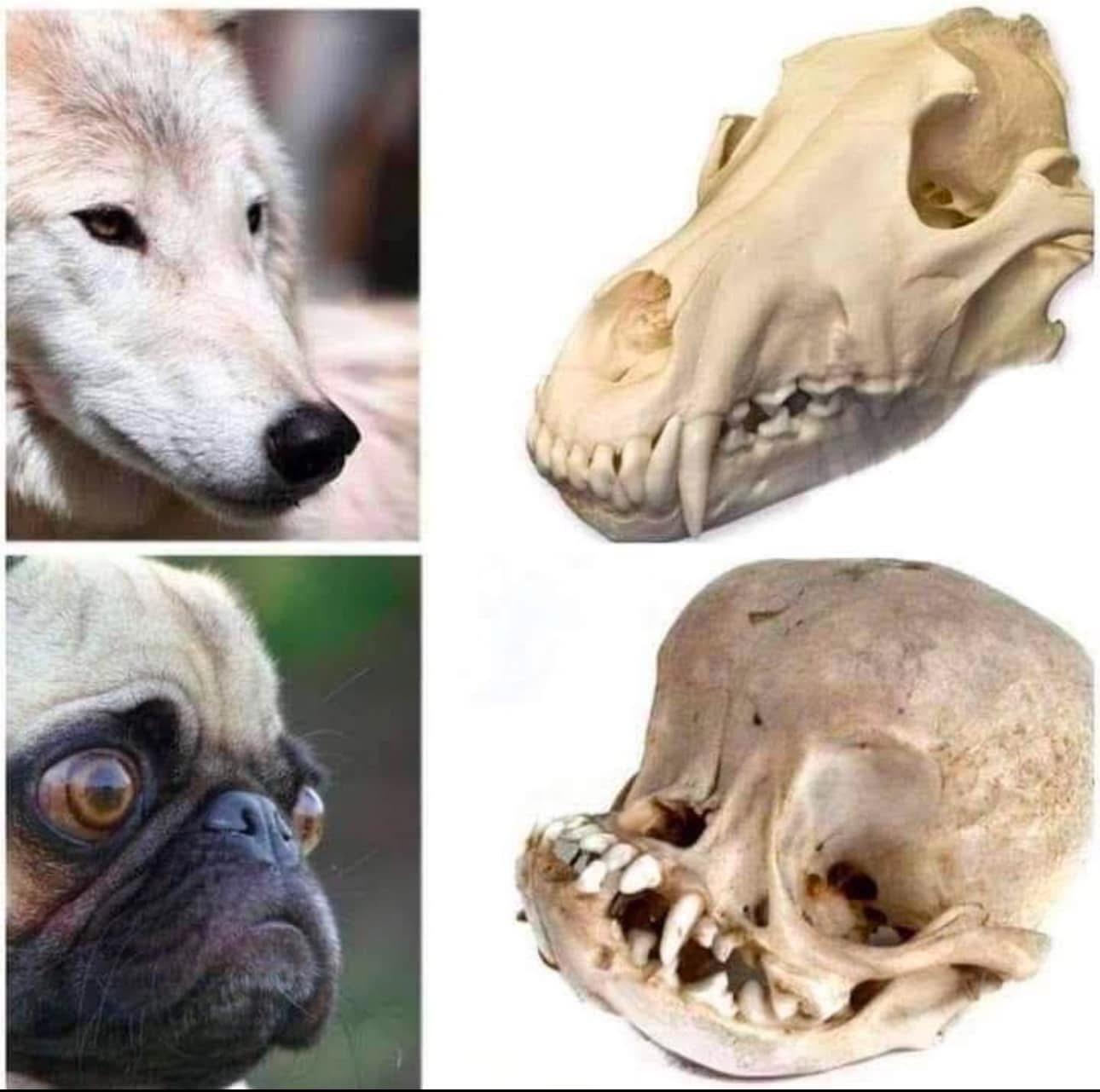 kutya koponyaformák