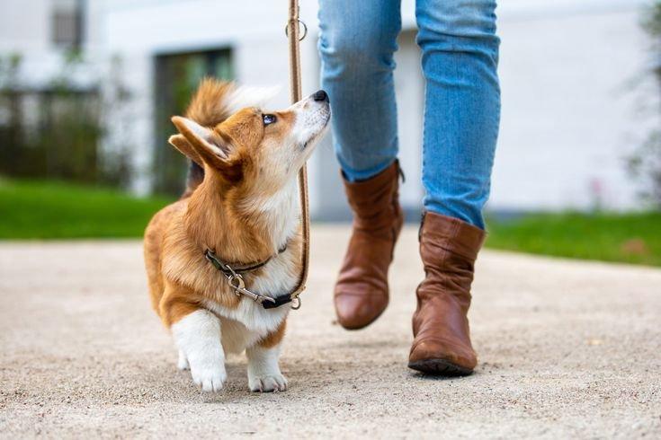 corgi