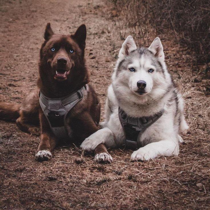 huskyk aaz erdőben