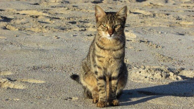 macska a homokban