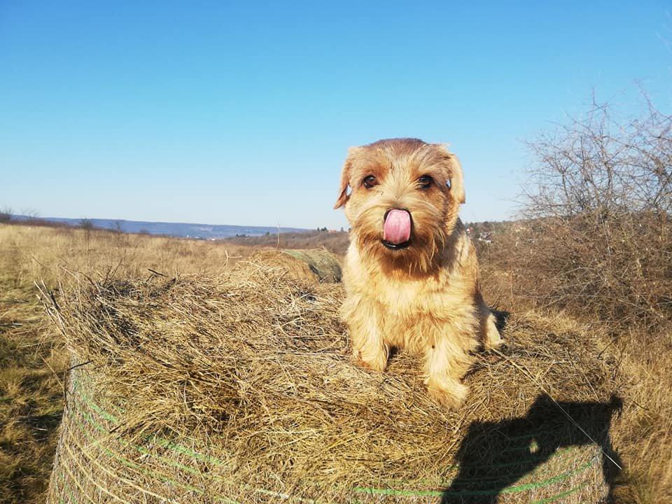 norfolk terrier