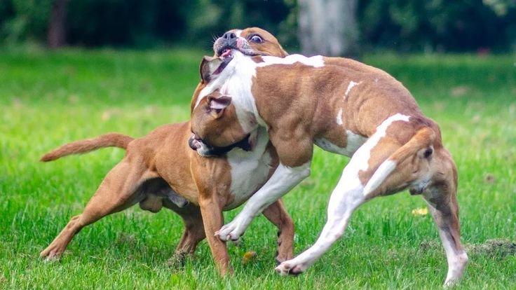 pitbull verekedés