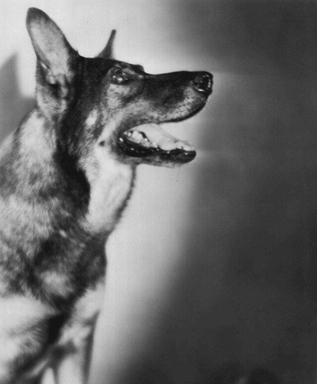 rin tin tin