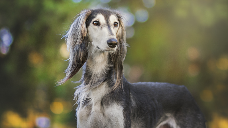 saluki