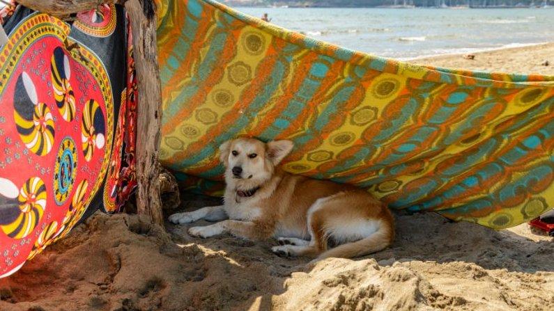 kutya árnyékoló alatt a strandon