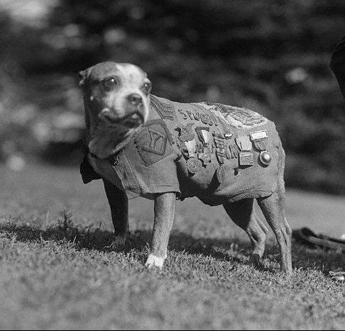 Seugeant Stubby