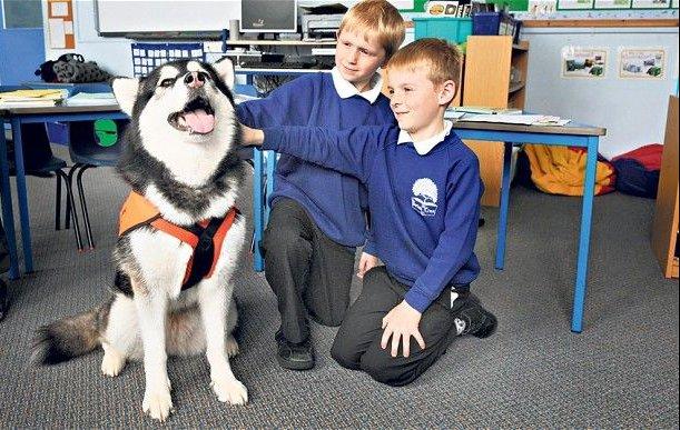 terápiás husky