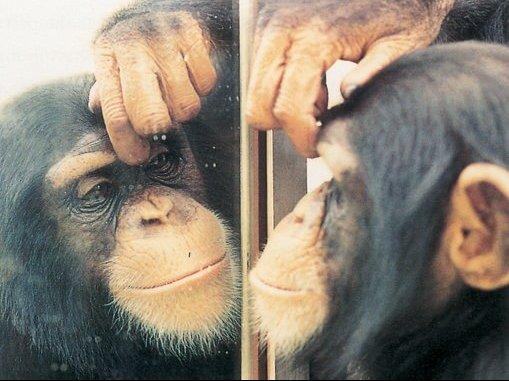 tükör teszt majom
