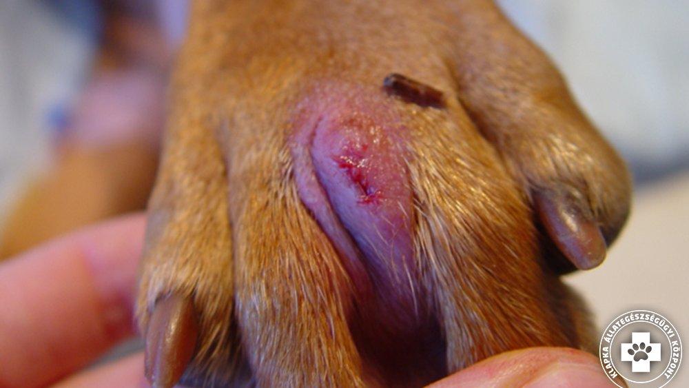 Toklász bemeneti  nyílása kutya mancsán, Forrás: allatorvos.net