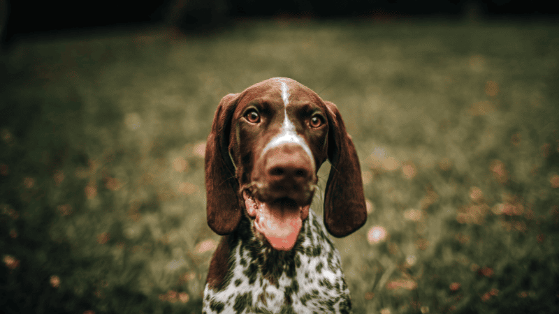 vizsla