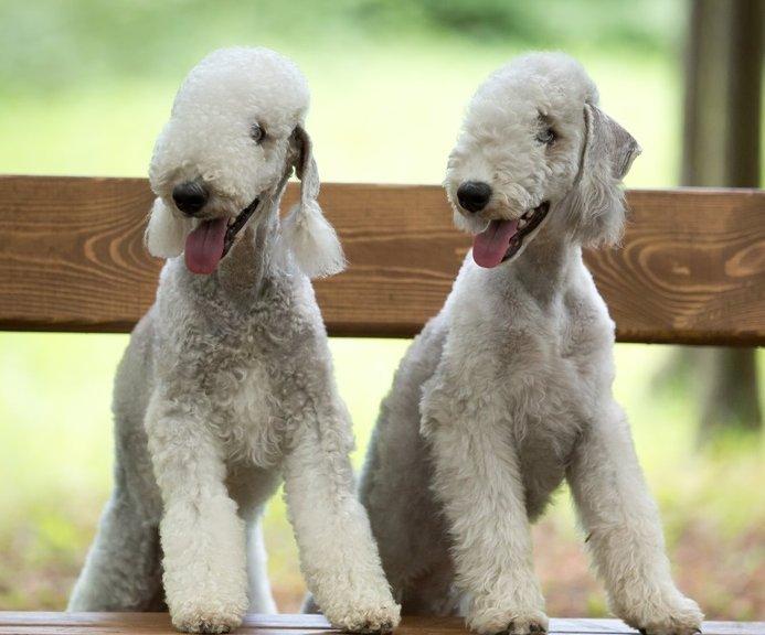 Bedlington terrier pár