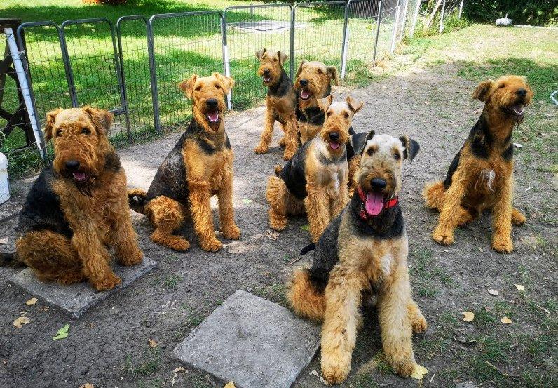 Airedale terrier falka
