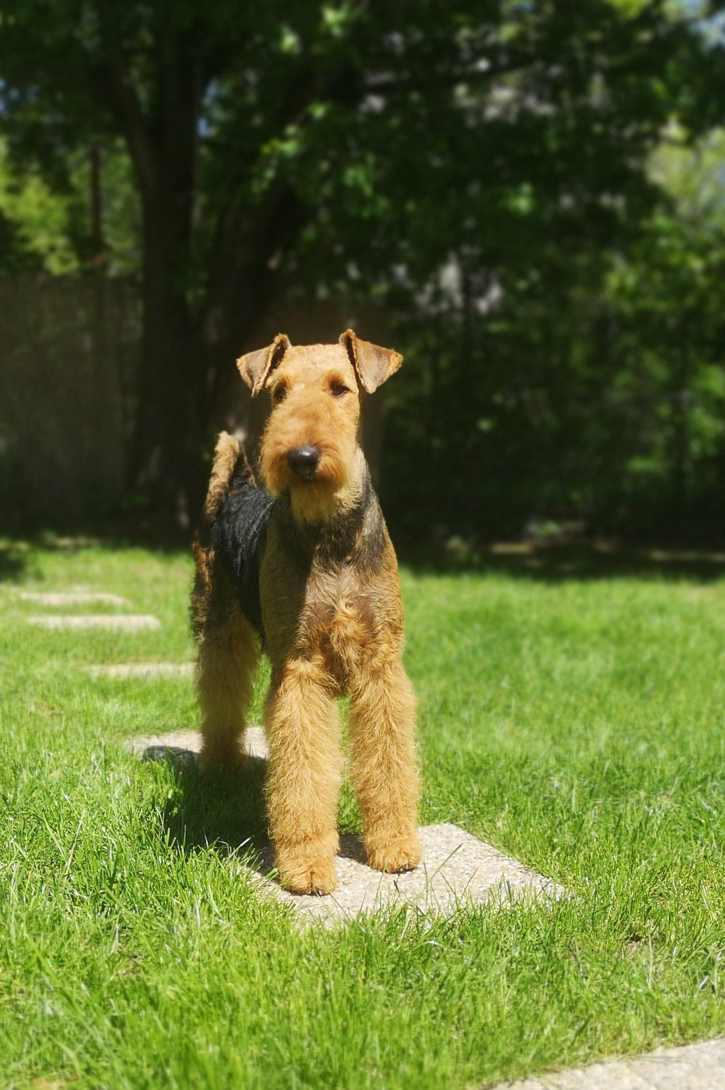 Airedale terrier fiatal kan