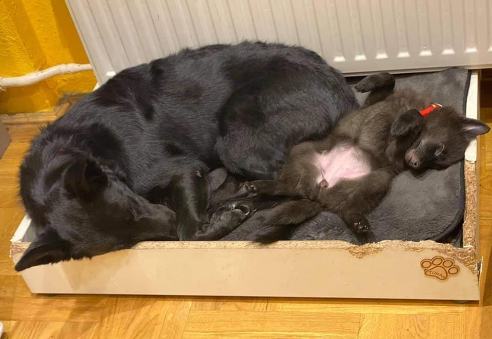Fekete kölyök, nagy kutyával alszik